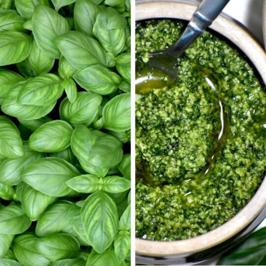 The 35 BEST Basil Recipes - GypsyPlate