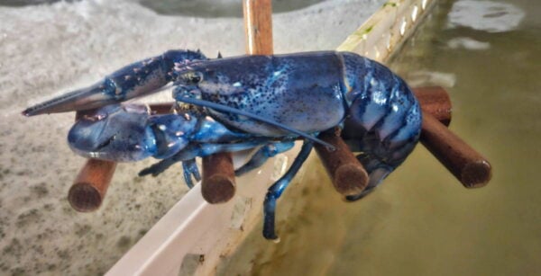 a rare blue lobster