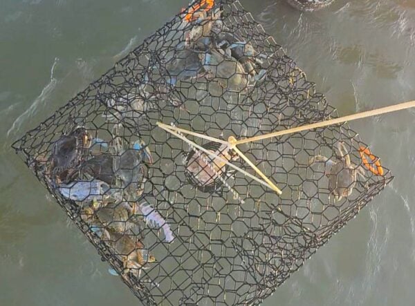 crab trap full of blue crabs