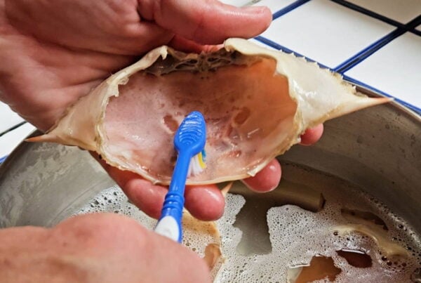 Scrubbing an empty crab shell.